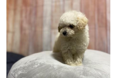 成約済の千葉県のトイプードル-147489の2枚目