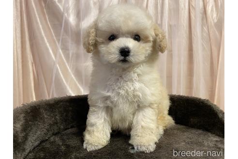 子犬