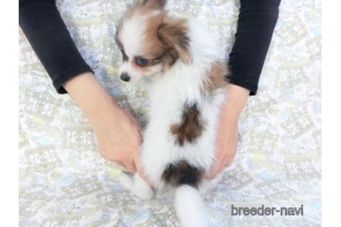 成約済の千葉県のパピヨン-147222の4枚目