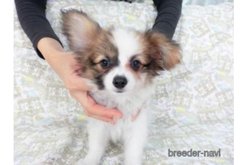 成約済の千葉県のパピヨン-147222の3枚目