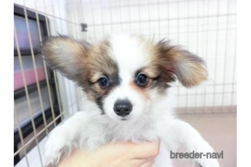 成約済の千葉県のパピヨン-147222の2枚目