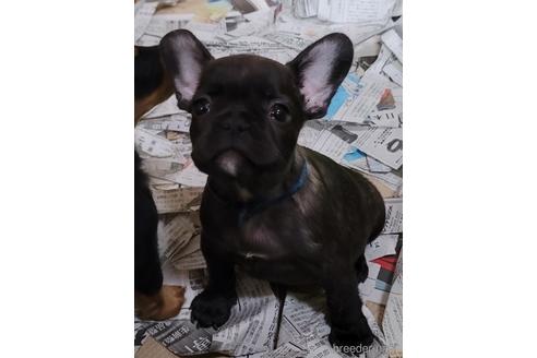 成約済の埼玉県のフレンチブルドッグ-146158の3枚目