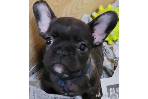 成約済の埼玉県のフレンチブルドッグ-146158の4枚目