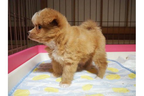 成約済の岡山県のポメプー:ポメラニアン×トイプードル-146168の3枚目
