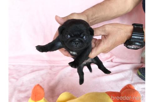 成約済の山口県のパグ-145821の4枚目