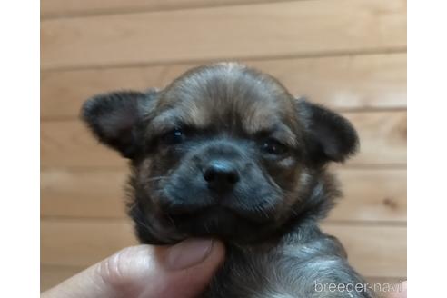 格安なミックス犬の子犬を探す ブリーダーナビ
