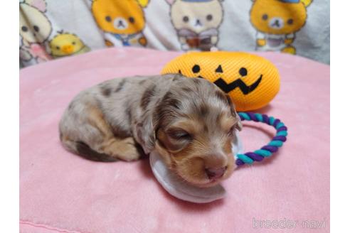 成約済の福岡県のミニチュアダックスフンド(ロングヘアード)-147528の8枚目