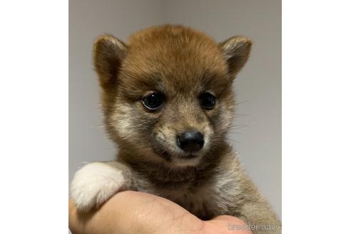 成約済の静岡県の豆柴-147532の1枚目