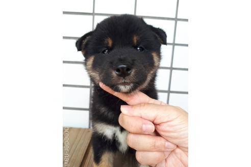 成約済の鹿児島県の柴犬-145660の4枚目