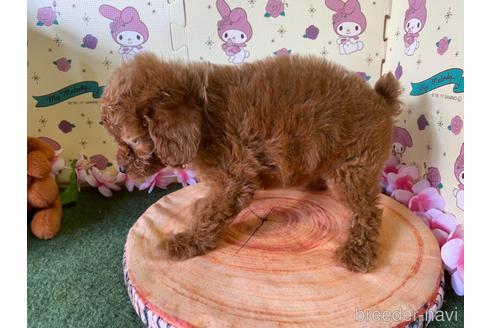 成約済の栃木県のトイプードル-144797の3枚目