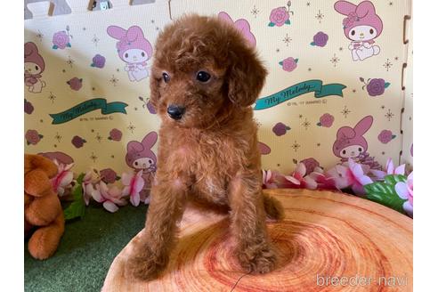 成約済の栃木県のトイプードル-144797の4枚目