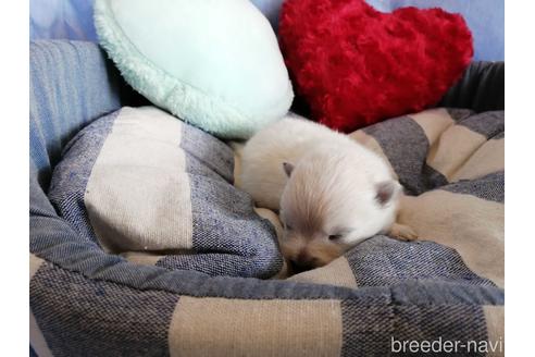 成約済の埼玉県のポメラニアン-147620の3枚目