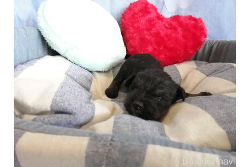 成約済の埼玉県のミニチュアシュナウザー-147624の4枚目
