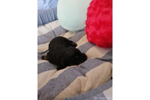 成約済の埼玉県のミニチュアシュナウザー-147624の3枚目