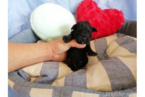 成約済の埼玉県のミニチュアシュナウザー-147629の3枚目
