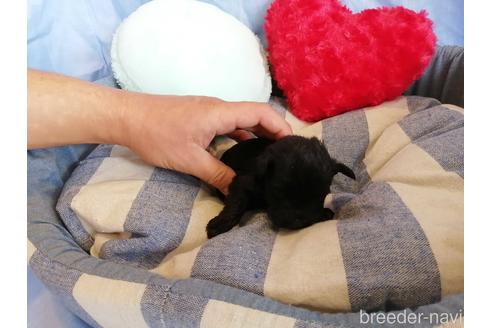 成約済の埼玉県のミニチュアシュナウザー-147629の2枚目