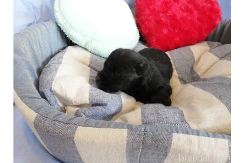 成約済の埼玉県のミニチュアシュナウザー-147630の2枚目