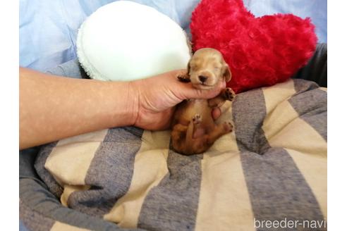 成約済の埼玉県のミニチュアダックスフンド(ロングヘアード)-147634の5枚目