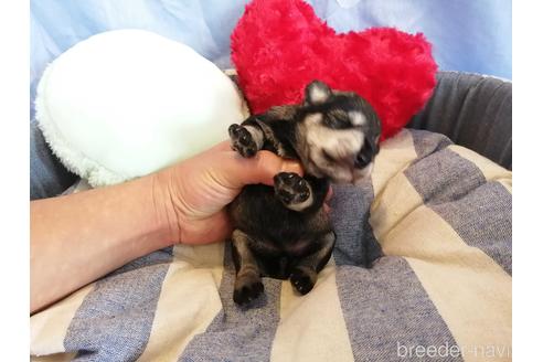 成約済の埼玉県のミニチュアシュナウザー-147636の3枚目