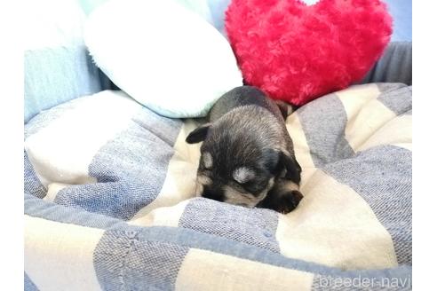 成約済の埼玉県のミニチュアシュナウザー-147636の2枚目