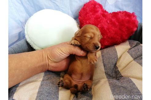 成約済の埼玉県のミニチュアダックスフンド(ロングヘアード)-147638の4枚目