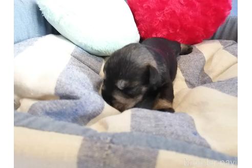 成約済の埼玉県のミニチュアシュナウザー-147639の3枚目