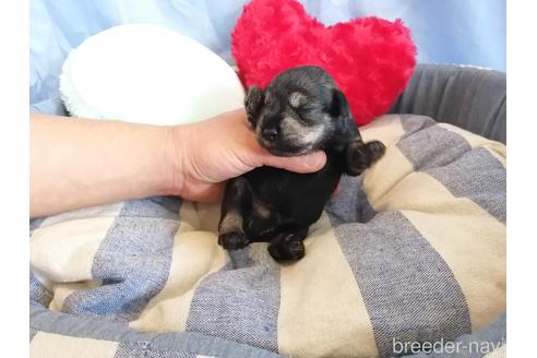 成約済の埼玉県のミニチュアシュナウザー-147639の2枚目