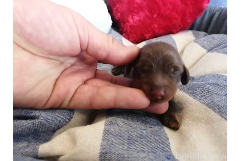 成約済の埼玉県のカニンヘンダックスフンド(ロングヘアード)-147640の3枚目