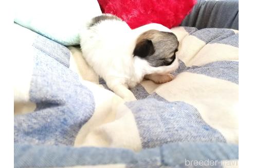 成約済の埼玉県のチワワ(ロングコート)-147641の2枚目