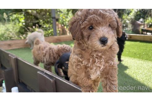 神奈川県のミックス犬 男の子 21 07 15生まれ アプリコット 子犬id ブリーダーナビ