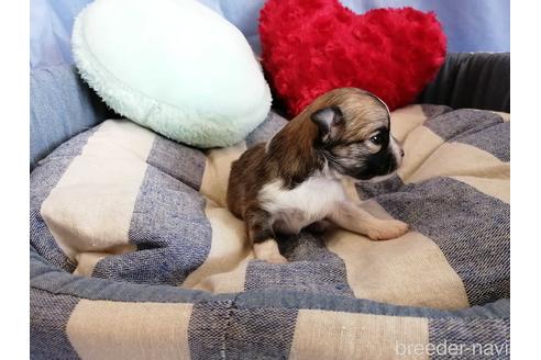 成約済の埼玉県のチワワ(ロングコート)-147645の4枚目