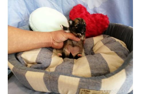 成約済の埼玉県のチワワ(ロングコート)-147648の4枚目