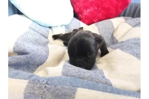 成約済の埼玉県のフレンチブルドッグ-147649の6枚目