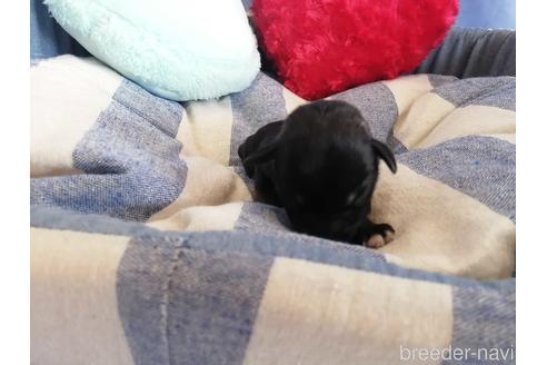 成約済の埼玉県のミニチュアシュナウザー-147650の2枚目