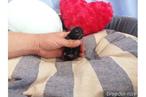 成約済の埼玉県のミニチュアシュナウザー-147654の5枚目