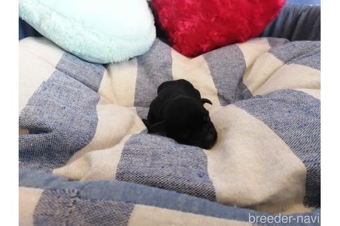 成約済の埼玉県のミニチュアシュナウザー-147654の3枚目