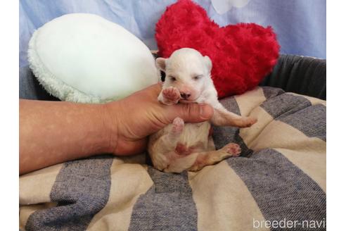 成約済の埼玉県のビションフリーゼ-147657の5枚目