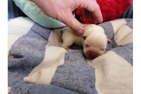 成約済の埼玉県のフレンチブルドッグ-147658の6枚目