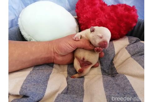 成約済の埼玉県のフレンチブルドッグ-147658の4枚目