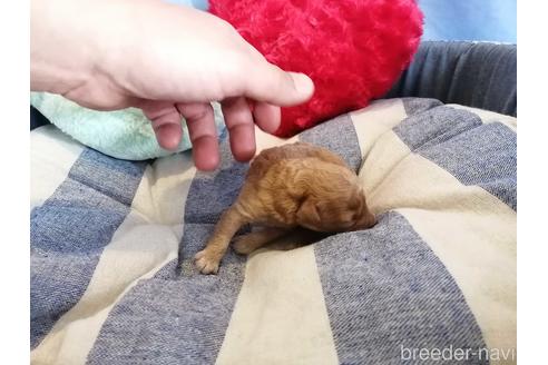 成約済の埼玉県のティーカッププードル-147659の6枚目
