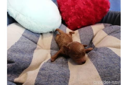 成約済の埼玉県のティーカッププードル-147662の6枚目