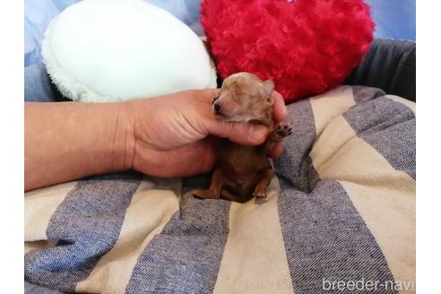 成約済の埼玉県のティーカッププードル-147662の4枚目