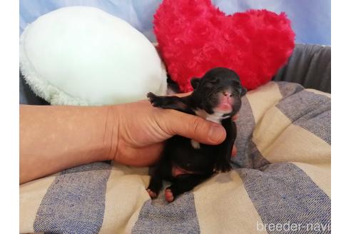 成約済の埼玉県のフレンチブルドッグ-147663の4枚目