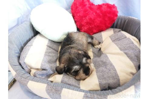 成約済の埼玉県のミニチュアシュナウザー-147666の4枚目