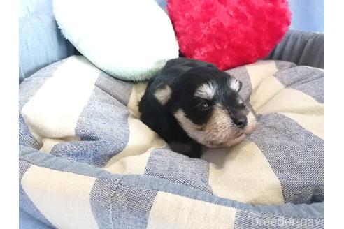 成約済の埼玉県のミニチュアシュナウザー-147668の3枚目