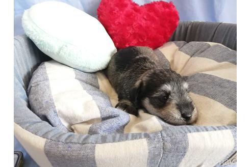 成約済の埼玉県のミニチュアシュナウザー-147670の3枚目