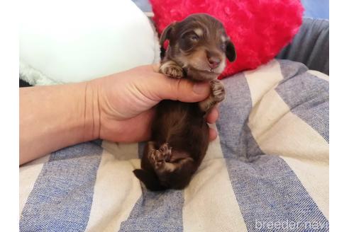 成約済の埼玉県のカニンヘンダックスフンド(ロングヘアード)-147674の5枚目