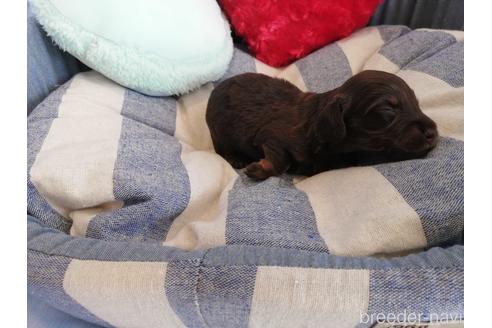 成約済の埼玉県のカニンヘンダックスフンド(ロングヘアード)-147675の3枚目