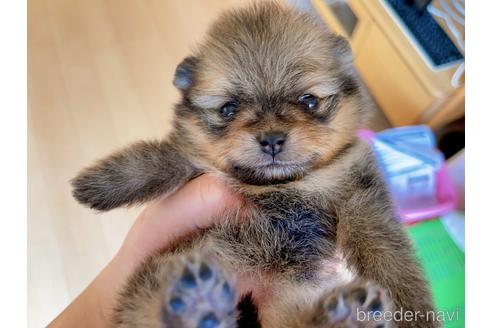 成約済の岐阜県のポメラニアン-147691の15枚目