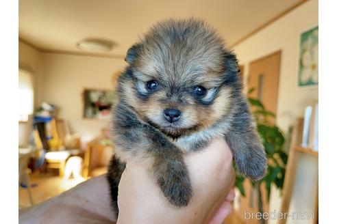 成約済の岐阜県のポメラニアン-147691の4枚目
